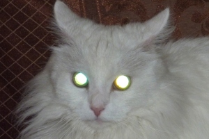 кошачьи глаза - 3