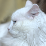 cat-sidelook cat-sidelook